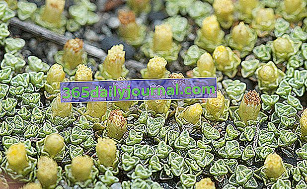 Alfombra plateada (Raoulia australis), cordero vegetal