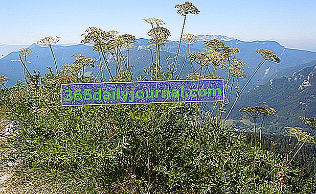 Sermontain (Laserpitium siler), con semillas aromáticas