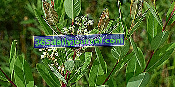 Cáñamo canadiense (Apocynum cannabinum) o cáñamo canadiense