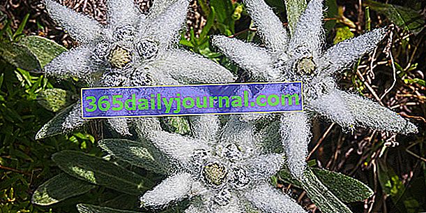 Protěže (Leontopodium alpinum), symbolická horská květina