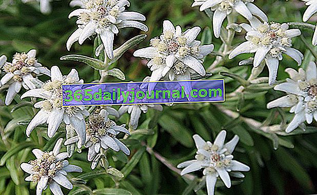 Edelweiss (Leontopodium alpinum), emblemática flor de montaña