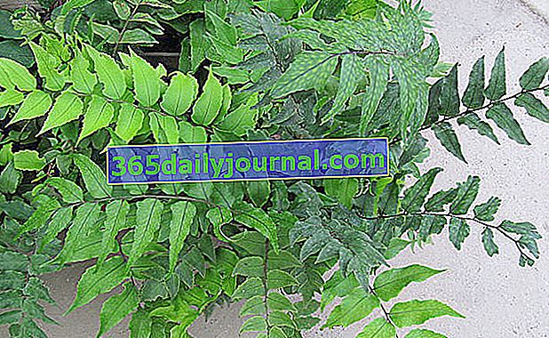 Fałszywe Aspidium (Cyrtomium falcatum) lub Holly Fern 
