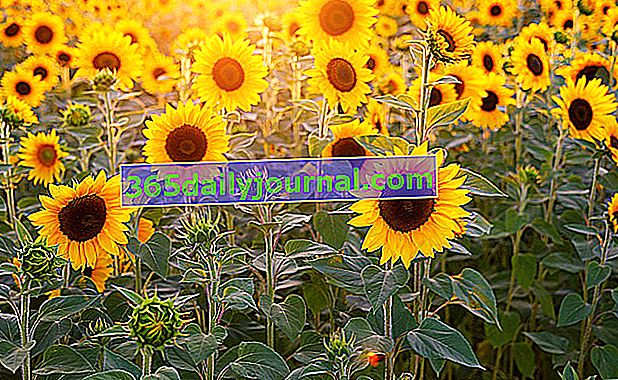 Girasol (Helianthus), la flor del sol