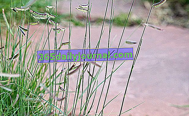 Bouteloua gracilis, pôvodná a dekoratívna tráva