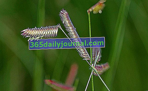 Graciozna trava Boutelou (Bouteloua gracilis) s vodoravnim klasovima