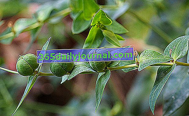 Piling (Euphorbia lathyris), trava krtica