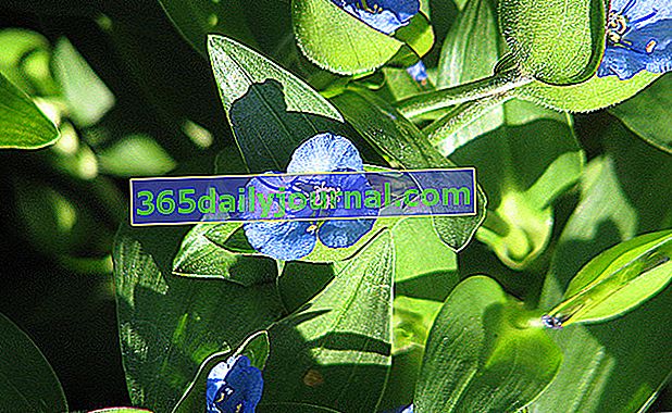 Commeline tuberosa con delicadas flores azules