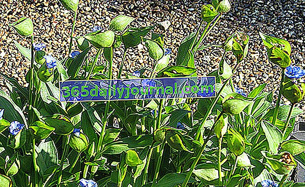 gomoljasti kommelin (Commelina tuberosa) 