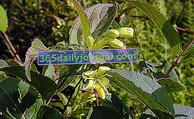 Diervillé (Diervilla spp.), U blizini Weigelije