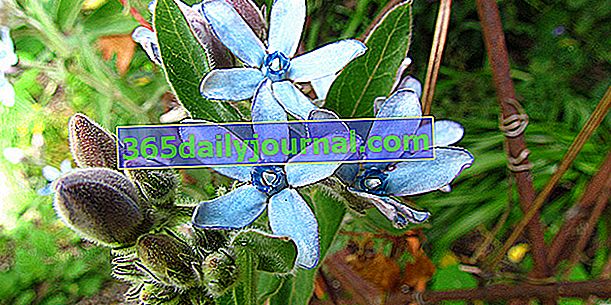 Južna zvezda (Tweedia caerulea), cvetovi modre zvezde