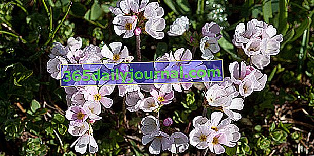 Androsace z Piemontu (Androsace adfinis), flóra Álp