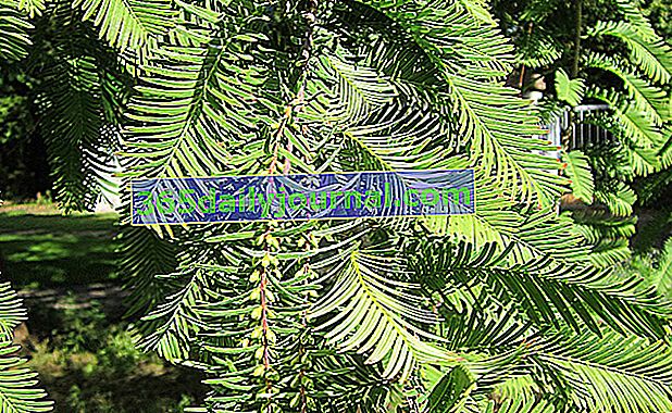 Metasequoia (Metasequoia glyptostroboides), çok hızlı büyüyor