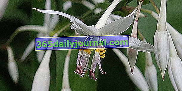 Майкайка (Arthropodium cirratum), відтіняють квіти