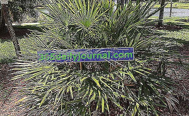 Palma igle (Rhapidophyllum hystrix) ili dikobraz