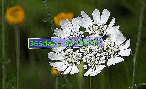 orlaya de flores grandes (Orlaya grandiflora)