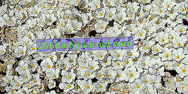 Нерембергия ползучая (Nierembergia repens), цветочный ковер