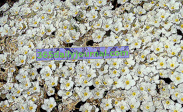 Plazivá Nierembergia (Nierembergia repens) veľmi kvetnatá v skalke