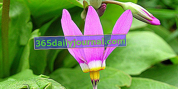Virginia Gyroselle (Dodecatheon meadia) con hermosas flores