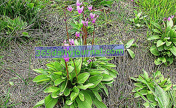 Рослина вологого відтінку, Вірджинія Жирозель (Dodecatheon meadia)