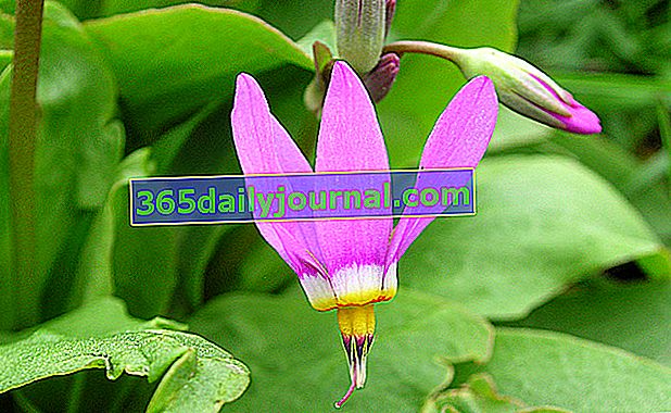 Вирджиния Жирозел (Dodecatheon meadia) с красиви цветя