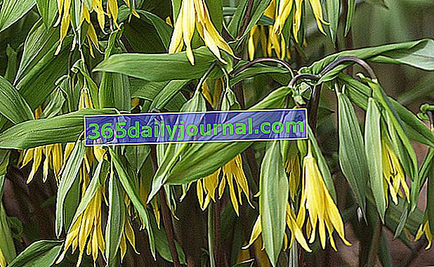 Uvularia (Uvularia grandiflora) s veľkými visiacimi žltými kvetmi