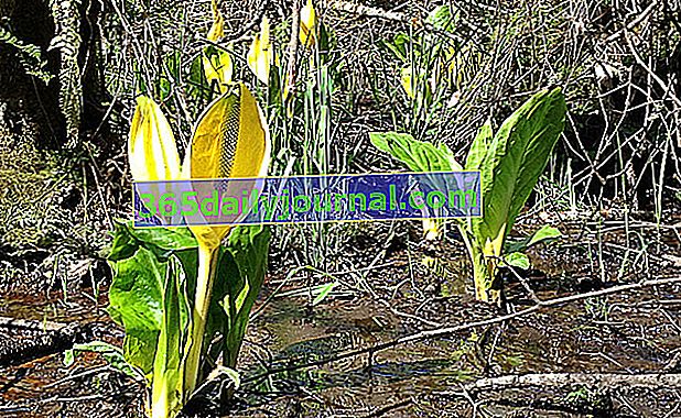 Arum de plátano (Lysichiton americanus), arum amarillo falso