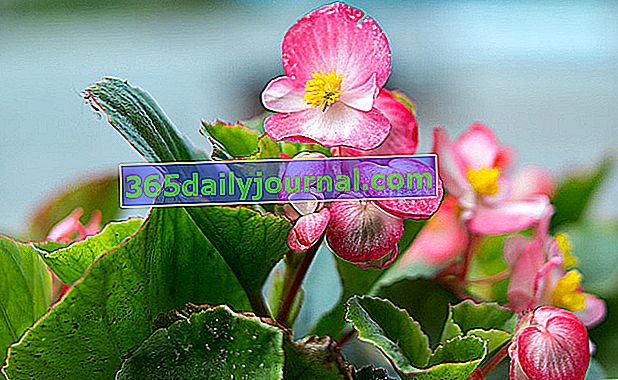 begonia, una anual con muchas formas