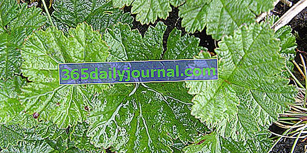 Süs bitkisi (Rubus 'Betty Ashburner') veya sürünen böğürtlen