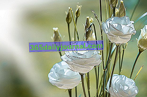 Lisianthus (Eustoma grandiflorum), květiny v kyticích