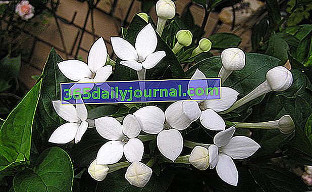 Bouvardia longiflora с бели цветя в дълги тръби
