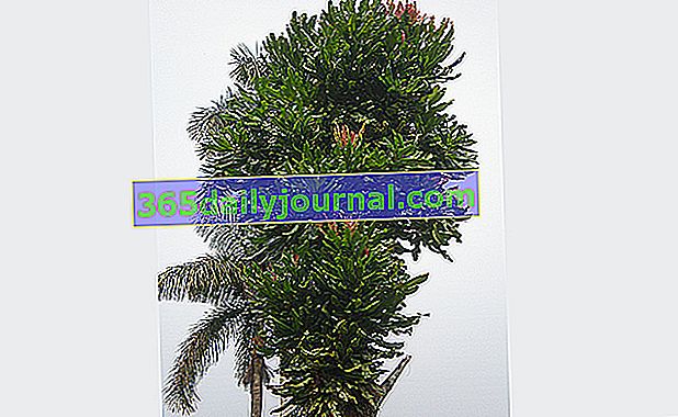 Drzewo Azobe (Lophira alata) z tropikalnej Afryki