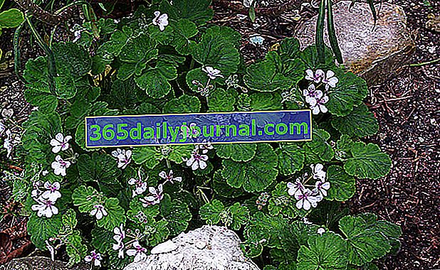 trifolijatni erodij (Erodium trifolium) blizu pelargonijevega cvetočega erodija (Erodium pelargoniflorum)