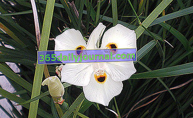 Iris español (Dietes bicolor) para la playa