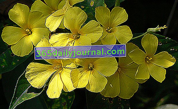 Храстов жълт лен (Reinwardtia indica), цъфти през зимата