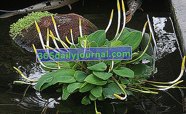 Raya acuática (Orontium aquaticum) o planta de vela