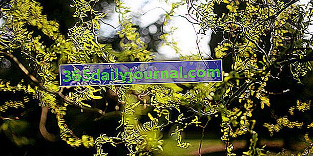 Vrba zamaška (Salix matsudana 'Tortuosa'), z zvitimi vejami