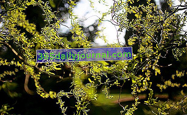 Kıvrımlı dalları ile Tirbuşon söğüt (Salix matsudana 'Tortuosa')