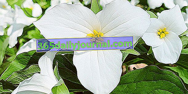 Trilij s velikim cvjetovima (Trillium grandiflorum) ili bijeli trilij