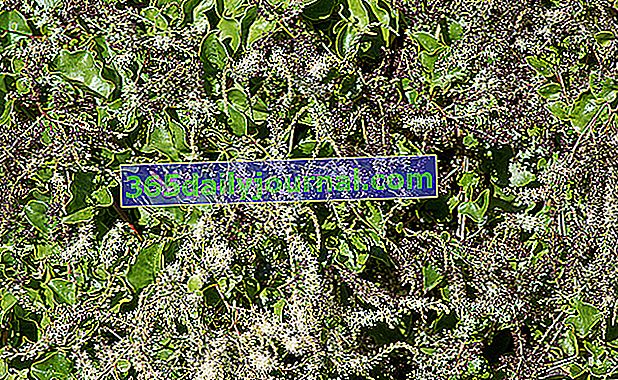 Мадейра Лиана (Anredera cordifolia), пышная лиана