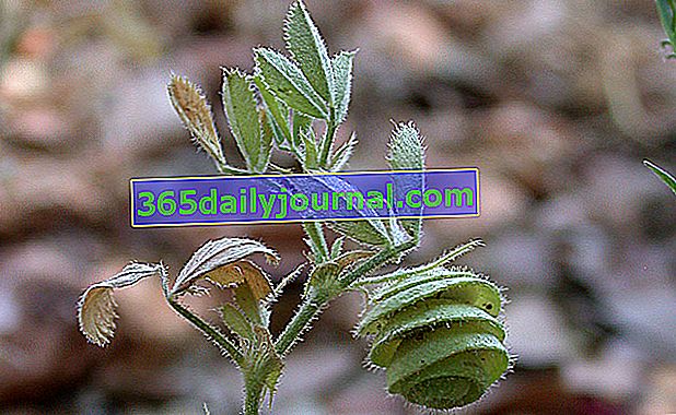 Escutcheon Alfalfa (Medicago scutellata), охлюв