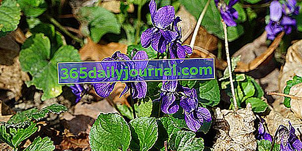 Violeta dulce (Viola odorata), muy popular en perfumería