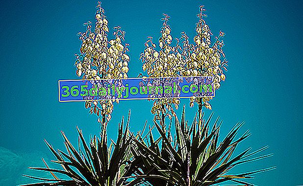 Славна юка (Yucca gloriosa) или превъзходна юка
