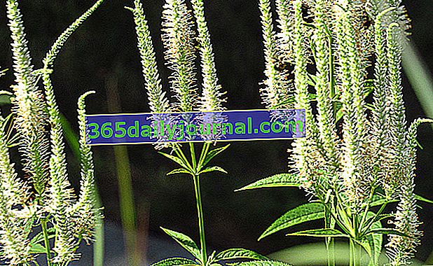 Вирджиния speedwell (Veronicastrum virginicum) 