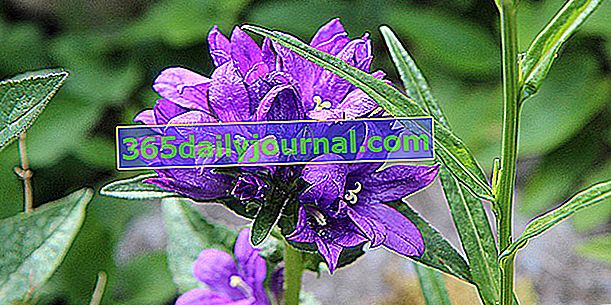 Bellflower (Campanula glomerata), con flores agrupadas