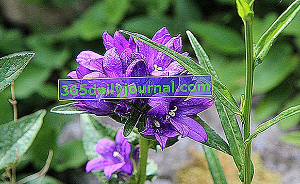 Bellflower (Campanula glomerata), aglomere çiçeklerle