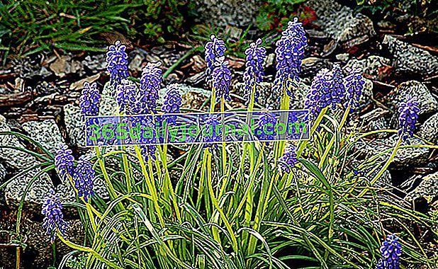 Muscari (Muscari spp.) Nebo hyacint s klastry