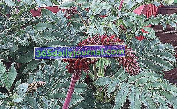 Melianthus major (Melianthus major) z kwiatami miodowymi