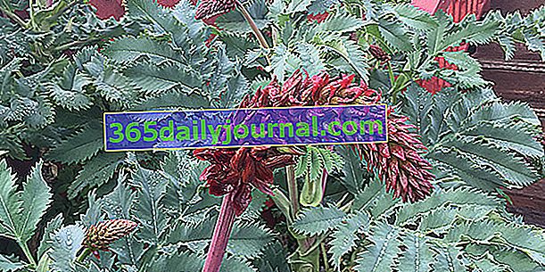 Velik melianthus (Melianthus major), z medenimi cvetovi
