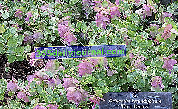 Orégano ornamental Origanum rotundifolium 'Kent Beauty'