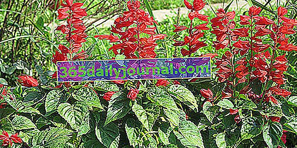 Crvena kadulja (Salvia splendens) ili grimizna kadulja